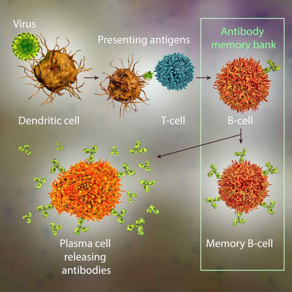 Функция дендритных клеток Механизмы иммунной защиты от вирусов