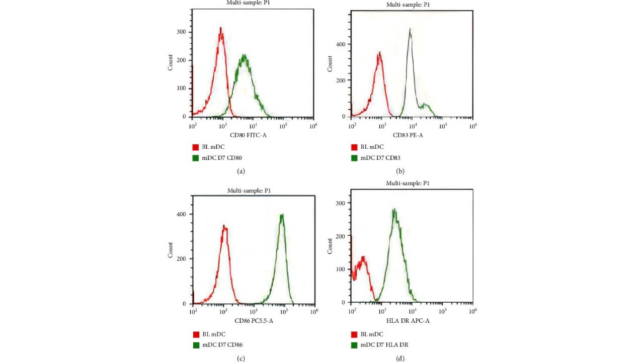 DCs express high levels of surface markers: (a) CD80 FITC-A; (b) CD83 PE-A; (c) CD86 PC5.5-A; (d) HLA-DR APC-A.