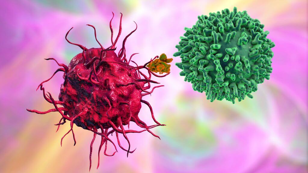 Дендритные клетки, представляющие антиген Т-клеткам