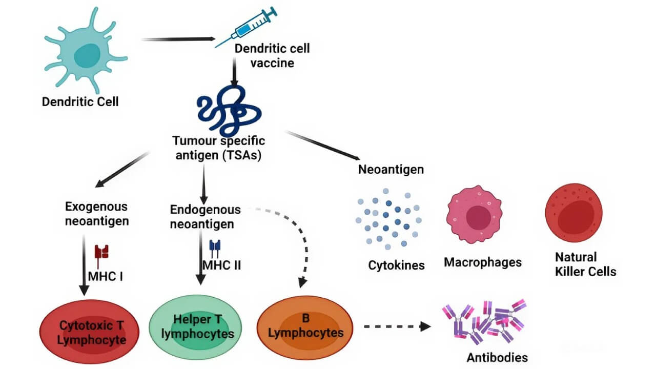 Tumor-specific antigens (neoantigens) action