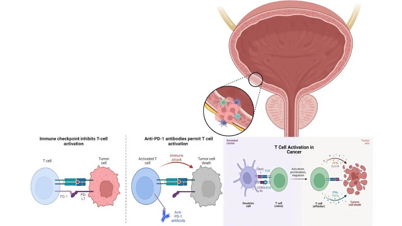 T-cell activation by immune checkpoint inhibitors