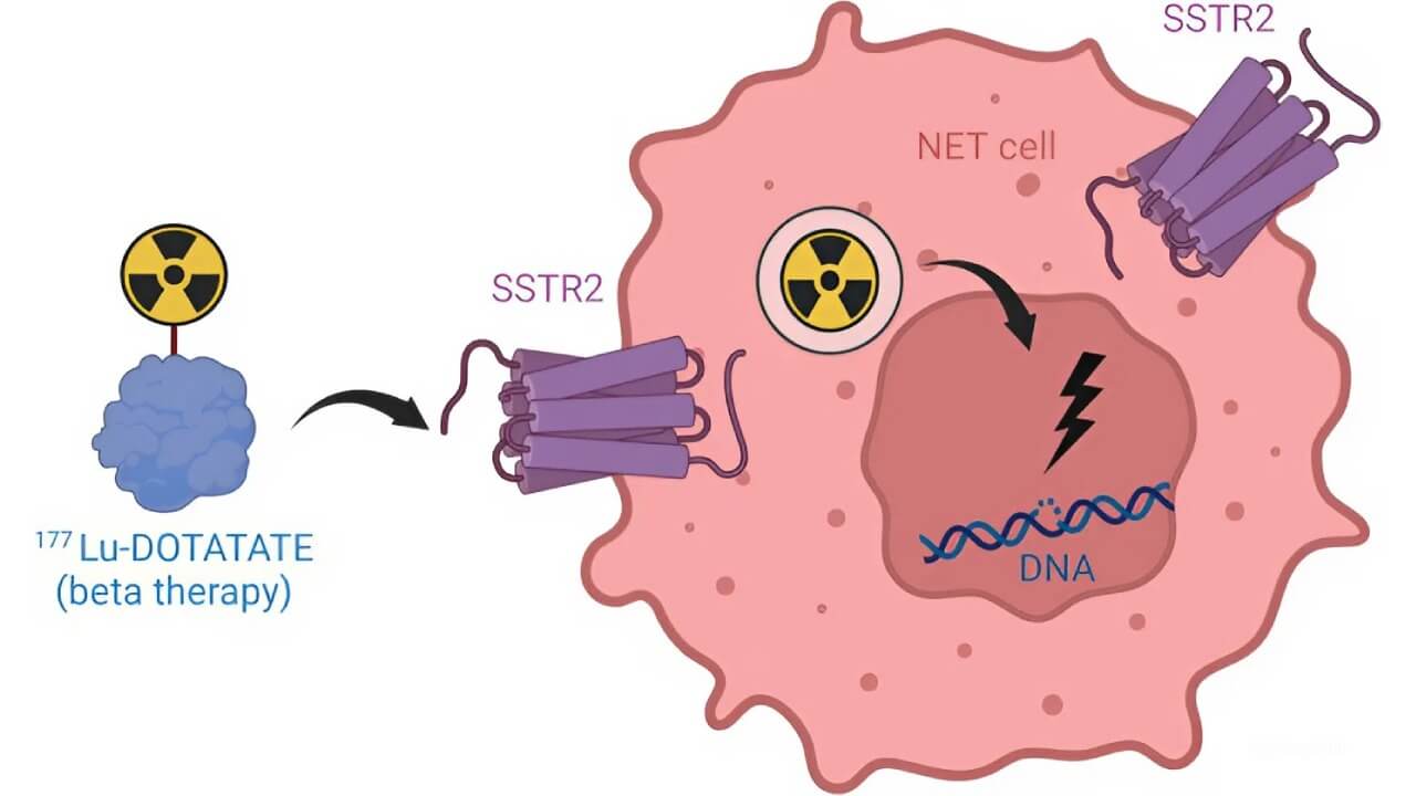 Mechanism of action of peptide receptor radionuclide therapy