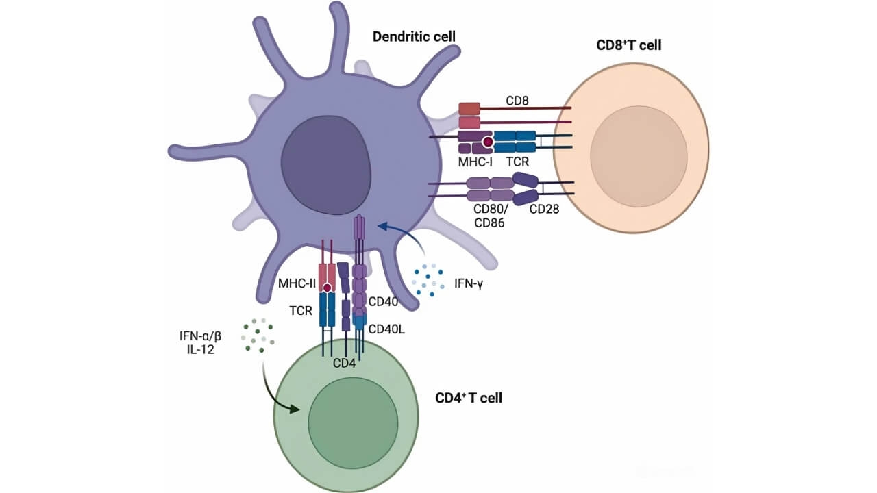 Process of T Cell Activation