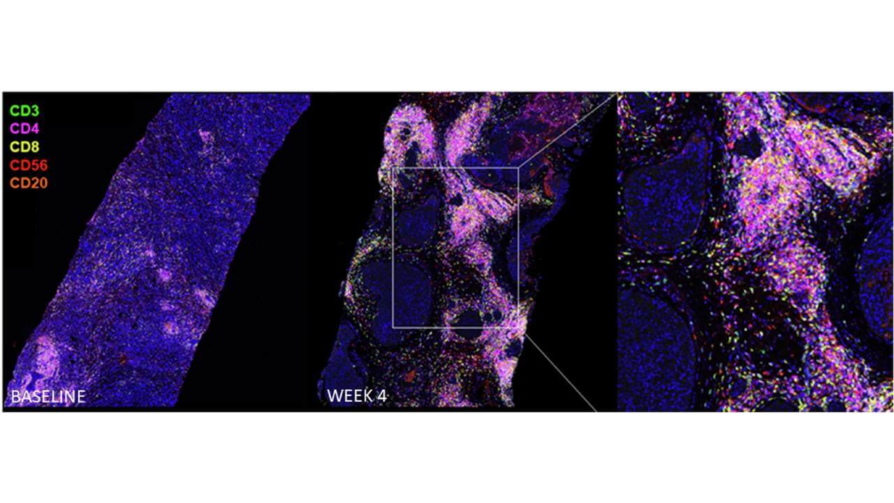 Immunofluorescence Images of Baseline