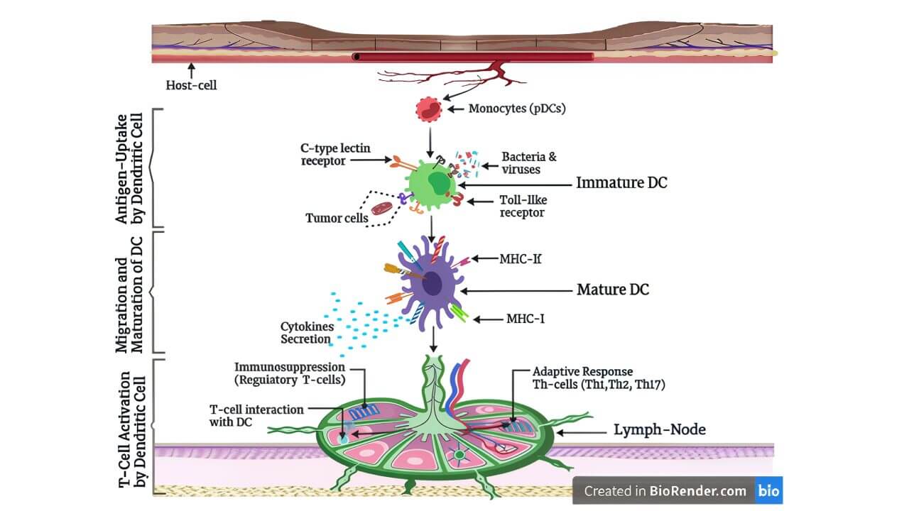 Antigen Uptake