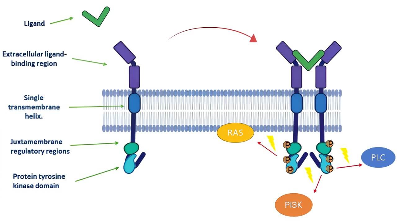 Activation of tyrosine kinase receptor