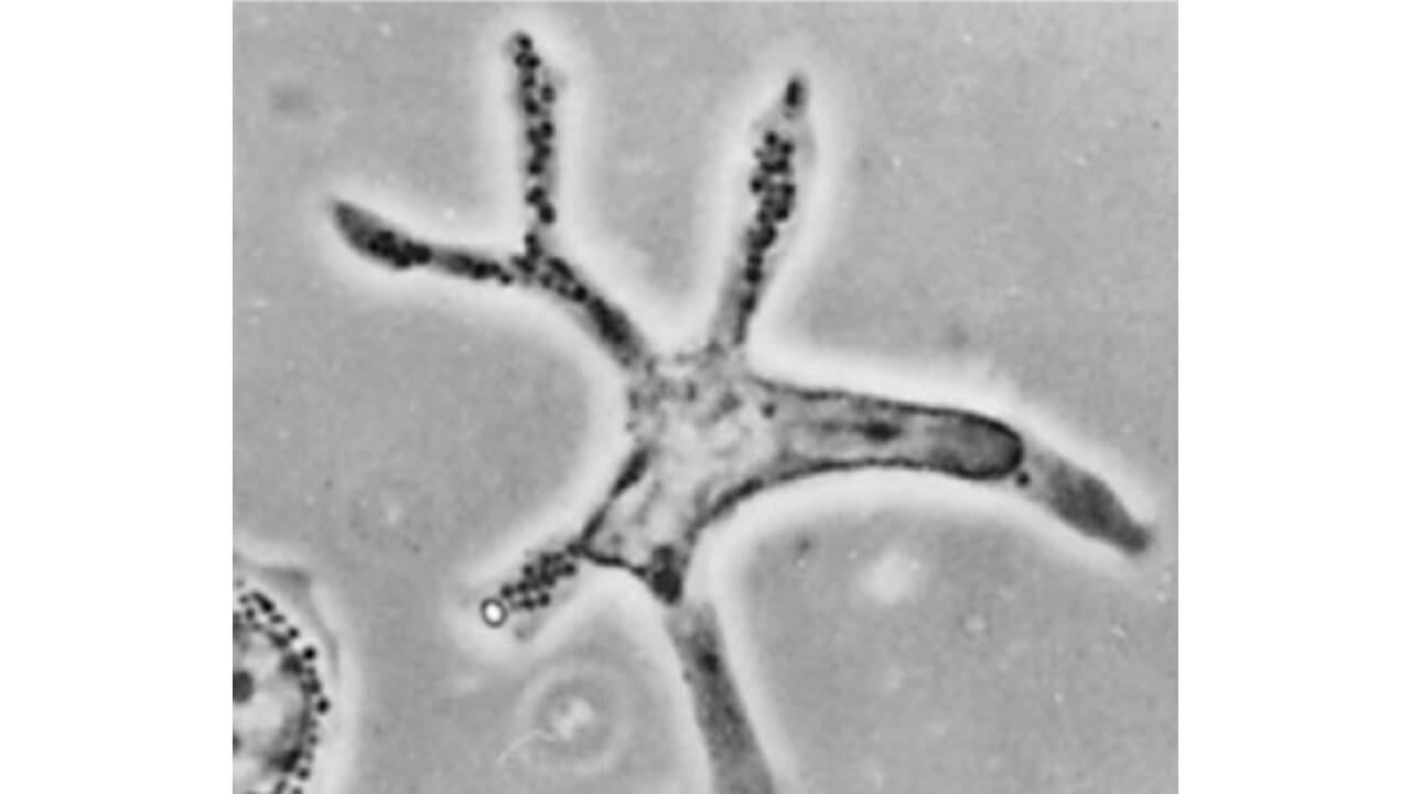 Phase-Contrast Image of a Dendritic Cell