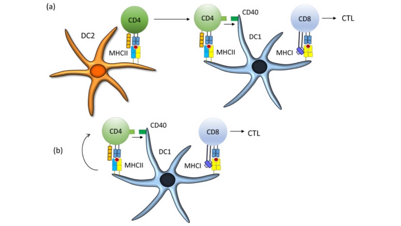 T-lymphocyte activation by dendritic cells