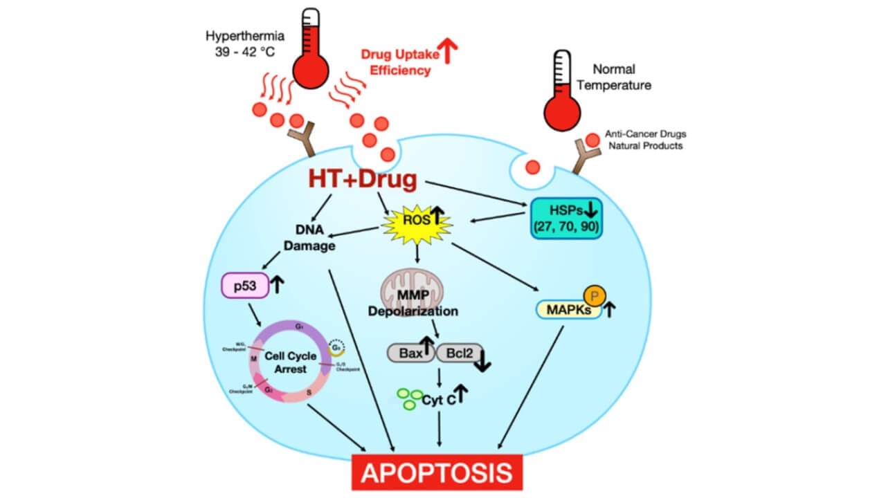 Synergic effect of HT + natural product or anticancer agent and its molecular mechanism