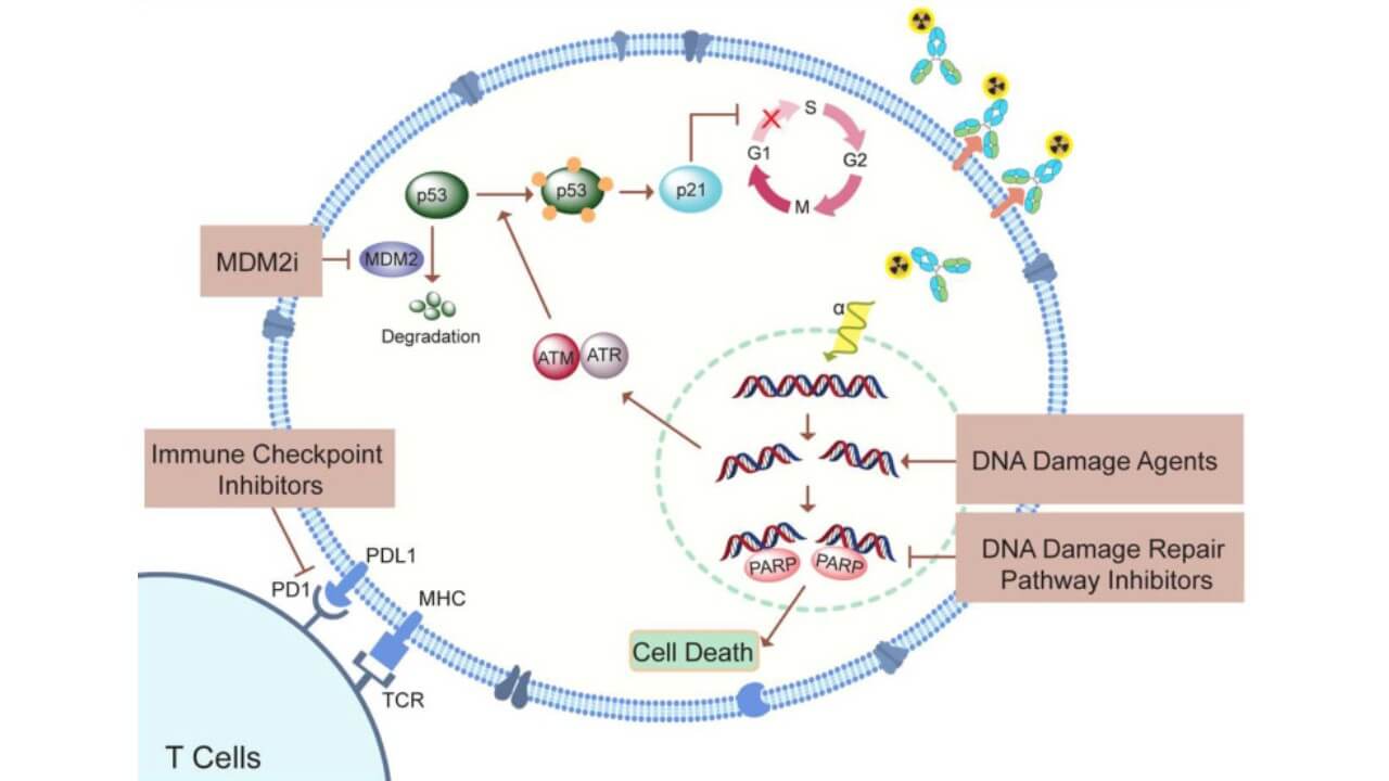 Summary of possible combination therapy approaches to enhance the therapeutic effect of TAT