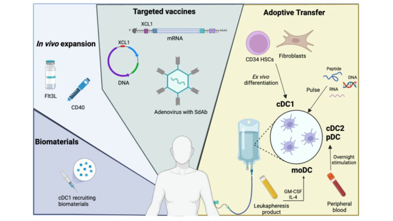 DCs for breast cancer immunotherapy