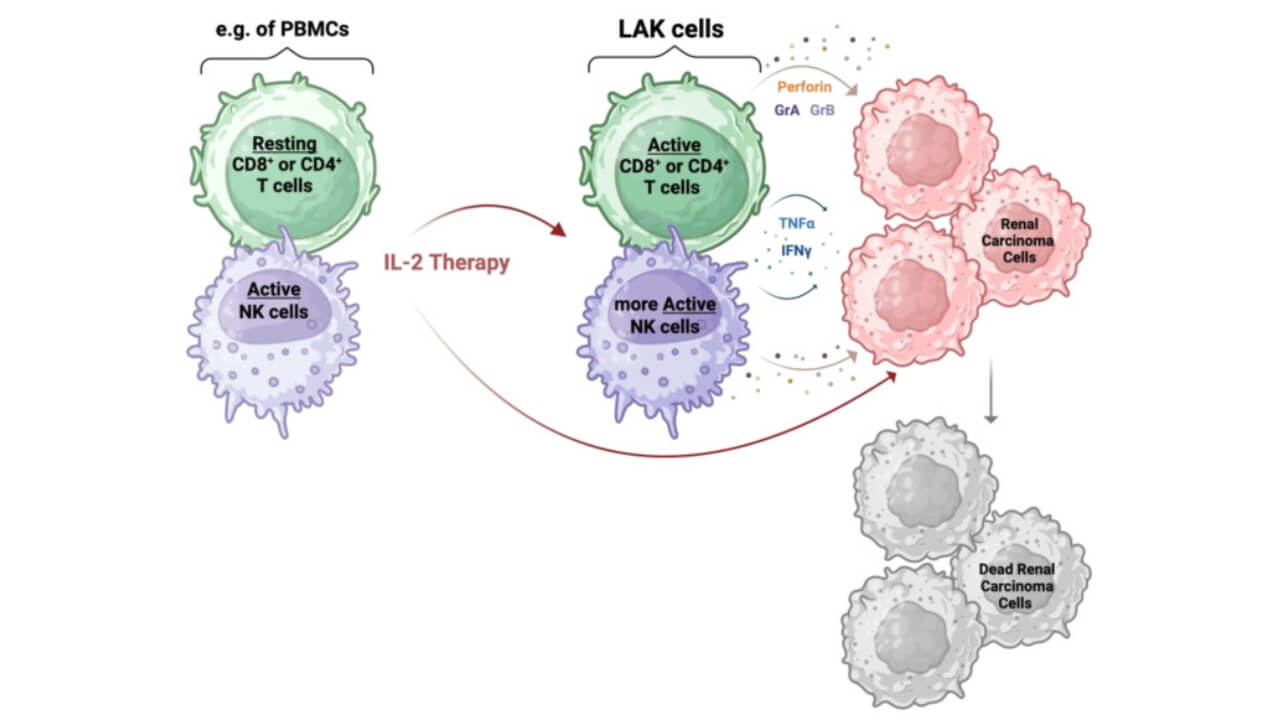 IL-2 therapy mechanism