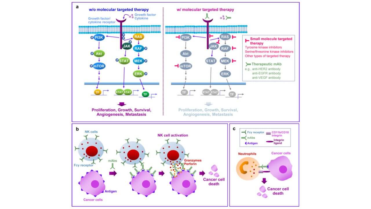 Mechanism of the anticancer effect of molecular targeted therapy