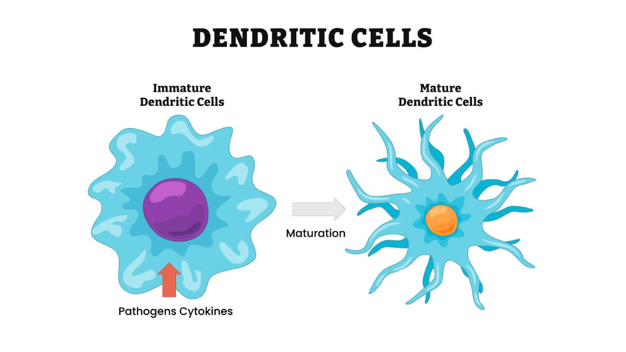 Dendritic Cells