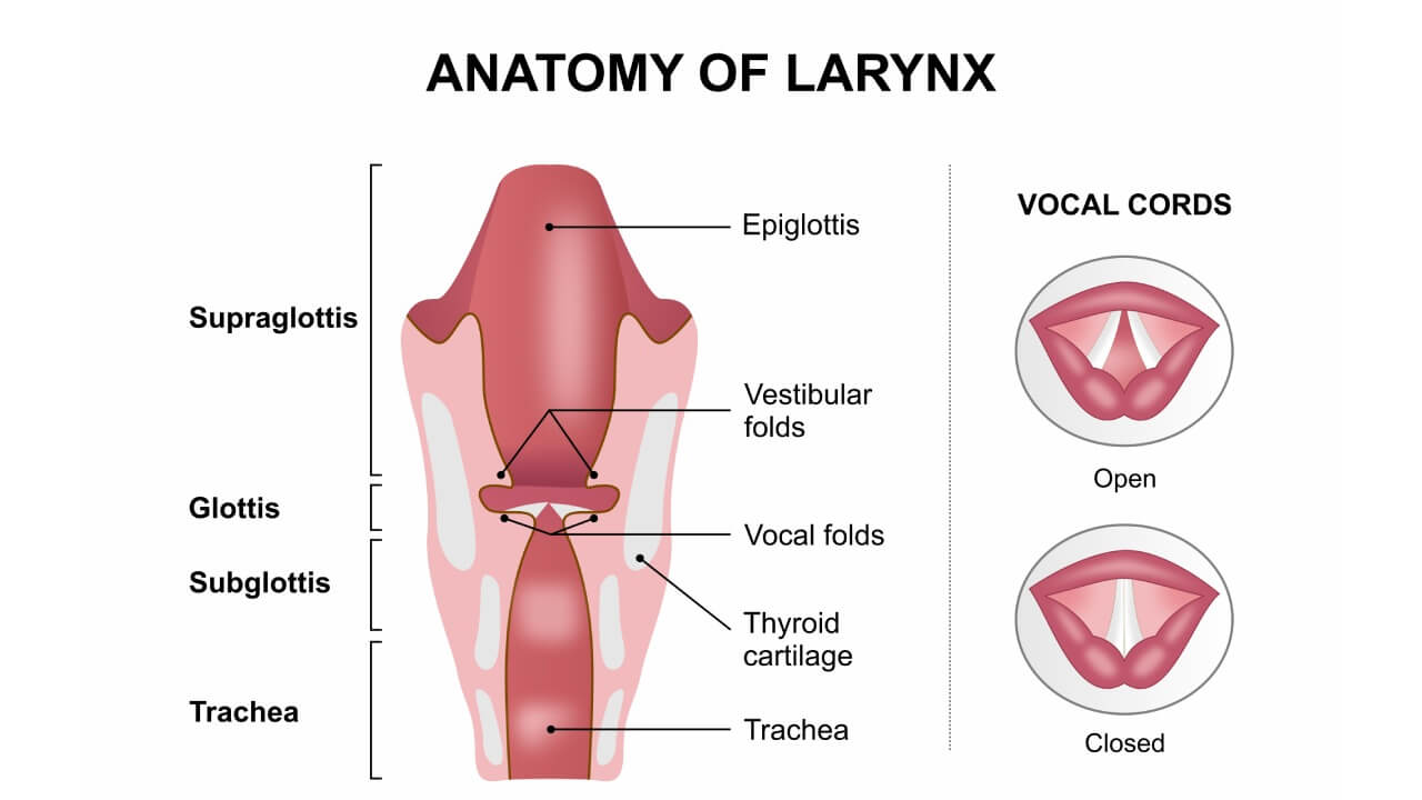 Anatomy of Larynx